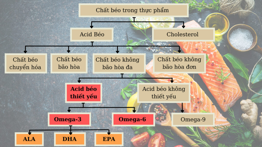 Chất béo trong thực phẩm được phân loại như thế nào?