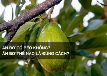 Ăn bơ có béo không?