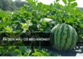 Ăn dưa hấu có béo không?