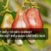 Ăn hạt điều có béo không?