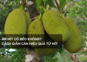 Ăn mít có béo không?