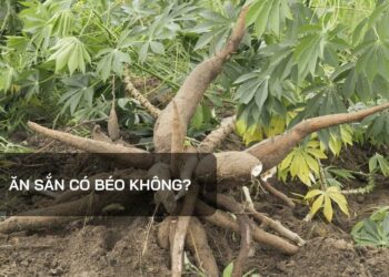 Ăn sắn có béo không?