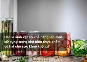 Các vi sinh vật có khả năng lên men sử dụng trong chế biến thực phẩm có hại cho sức khoẻ không?