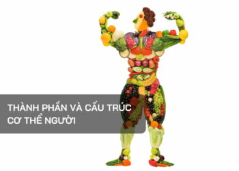 Thành phần và Cấu trúc cơ thể người